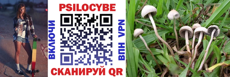Псилоцибиновые грибы Cubensis Ессентукская